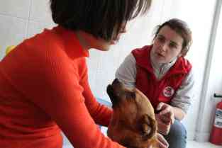 Hundetrainerin Mihaela Rafailescu und Tzuca kümmern sich um Elena