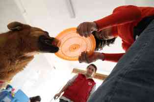 Spielen, Knuddeln, Trainieren - wie für Elena ist Tzuka für viele behinderte Kinder Freund und Therapeut