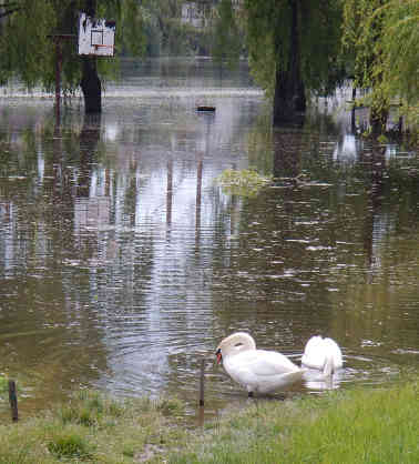 Überfluteter Basketballplatz nahe Morovic. Foto: BR | Dejan Stefanovic