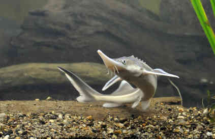 Der Sterlet (Acipenser ruthenus) wird um die 40 – 50 Zentimeter groß, kann aber einen Meter erreichen. Er wandert nicht ins Schwarze Meer hinaus, sondern lebt ausschließlich im Süßwasser der Donau. Foto: Lubomir Hlasek | WWF Rumänien