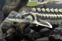 Der Ossietra-Stör oder Waxdick (Acipenser gueldenstaedtii) wird über zwei Meter lang und hat seine lateinische Bezeichnung dem deutsch-baltischen Naturforscher Johann Anton Güldenstädt zu verdanken. - Foto: Lubomir Hlasek | WWF Rumänien