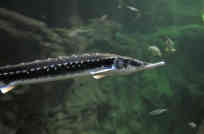 Auch der Sternhausen oder Scherg (Acipenser stellatus) kann über zwei Meter lang werden, wiegt aber maximal nur zwischen 60 und 70 kg, weil sein Körper besonders schlank ist. - Foto: Lubomir Hlasek | WWF Rumänien