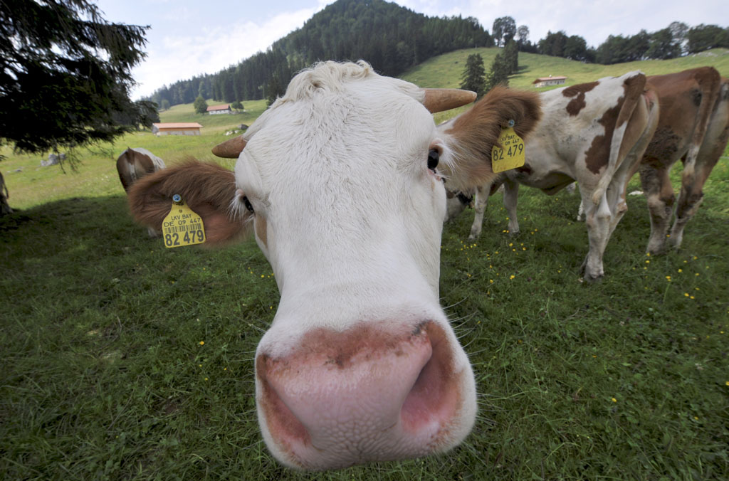 Kühe auf der Almwiese - richtiges Verhalten beim Wandern ist angesagt - Foto: picture-alliance/ dpa