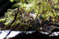 Bären und Menschen vertragen sich nicht. Die Angriffe häufen sich auch deshalb, weil der Lebensraum der wilden Bären in Rumänien immer stärker vom Menschen besiedelt wird. Foto: Csaba Szekely