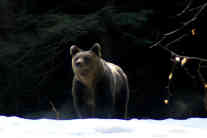 Bären und Menschen vertragen sich nicht. Die Angriffe häufen sich auch deshalb, weil der Lebensraum der wilden Bären in Rumänien immer stärker vom Menschen besiedelt wird. Foto: Csaba Szekely