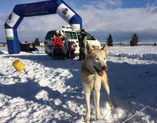Zwei Tage lang treffen sich "Musher" aus der ganzen Region zum Hundeschlittenrennen von Ciumani - Foto: BR | Till Rüger
