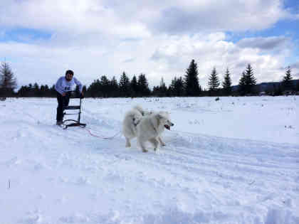 Beste Bedingungen für das Hundeschlittenrennen von Ciumani im Norden Rumäniens - Foto: BR | Till Rüger