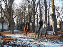 Ausritt mit Gräfin Anna Kalnoky in Köröspatak. - Foto: BR | Herbert Gruenwald