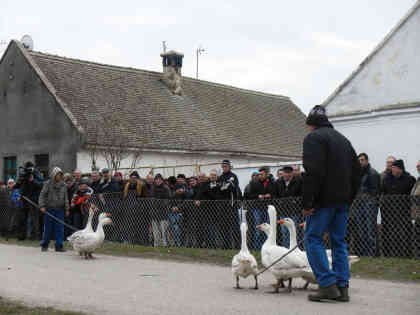 Die Gänse gehen nicht freiwillig aufeinander los - sie müssen in Kampfnähe getrieben werden. - Foto: BR | Zoran Ikonic