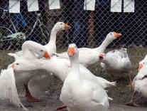 Die Ganter kämpfen - die Gänse halten sich wild schnatternd raus, oder wenden sich bei diesem Männergehabe gelangweilt ab. - Foto: BR | Zoran Ikonic