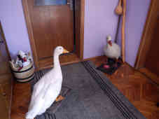 Die Heldenmacher-Ganter schaffen es ausgestopft in die gute Stube ihres Herrchens - die Verlierer in ihren Ofen. - Foto: BR | Zoran Ikonic