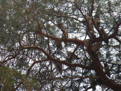 Irgendwo anders auf der Welt wäre alleine dieser Anblick schon eine Sensation – 15 Waldohreulen auf einem Baum. - Foto: BR | Zoran Ikonic