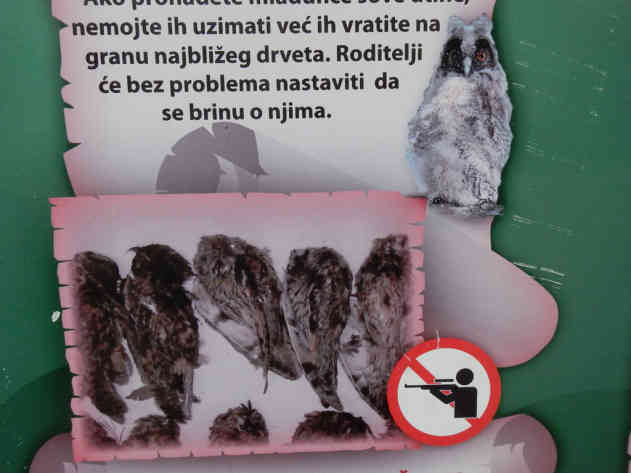 Eulen abschießen verboten – Manchen gilt der Ruf der Eule in der Nähe des Hauses als Vorbote des Todes. Dieser Aberglaube war anfangs mit ein Grund für den Abschuss der Raubvögel. - Foto: BR | Zoran Ikonic
