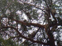 Die Innenstadt von Kikinda – erst beim dritten Blick erkennt man, dass die Bäume voller Eulen sind. - Foto: BR | Zoran Ikonic