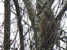 Selbst in den blattlosen Laubbäumen sind die Waldohreulen perfekt getarnt. - Foto: BR | Zoran Ikonic
