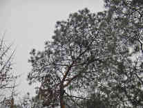 Die Innenstadt von Kikinda – erst beim dritten Blick erkennt man, dass die Bäume voller Eulen sind. - Foto: BR | Zoran Ikonic