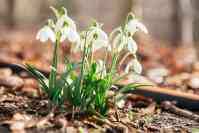 ... oder Schneeglöckchen, je nach dem was auf der Wiese zu finden war. - Foto: picture alliance | dpa