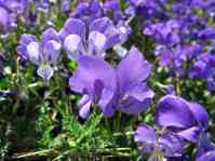 ... aber oft war Planwirtschaft auch Mangelwirtschaft und Mann kam gar nicht an sie ran, also begnügte Mann sich mit Veilchen ... - Foto: picture alliance | dpa