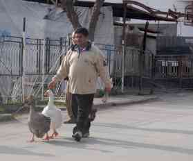 Der Festtagsbraten läuft noch durch Shutka