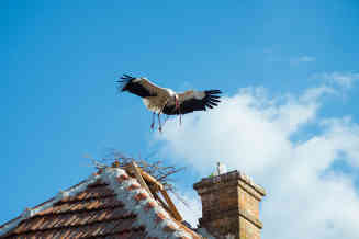 Das Dorf ist vor allem bei Störchen sehr beliebt. Foto: Tanja Mijatov