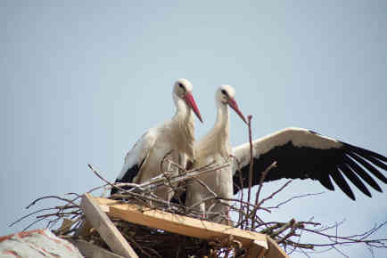 42 Storchenappartements sind mittlerweile bezogen. Foto: Tanja Mijatov
