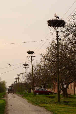 Die Storchenstrasse von Taras. Foto: Tanja Mijatov