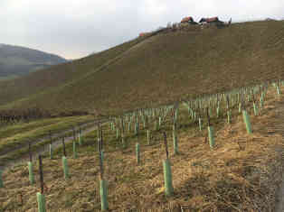 Teilweise soll der Zaun mitten durch die Weinberge des südsteirischen Hügellandes gebaut werden... Foto: BR | Stephan Ozsváth