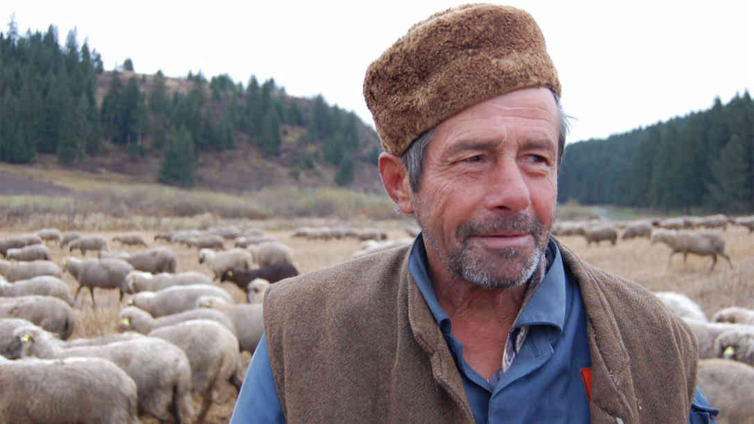 Laszlo Teleki hütet seit fast 50 Jahren Schafe. Foto: BR | Stephan Ozsváth