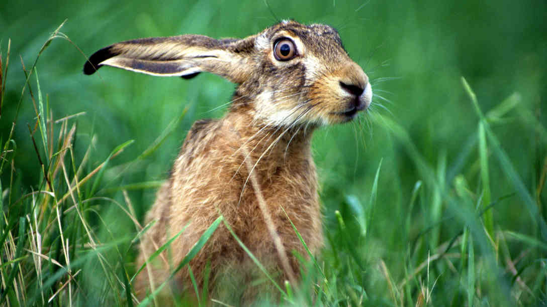 Feldhase - erkennbar an den langen Ohren. Foto: J. Limberger | 4nature