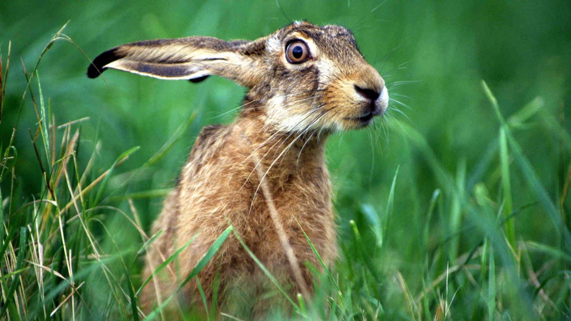 Feldhase - erkennbar an den langen Ohren. Foto: J. Limberger | 4nature