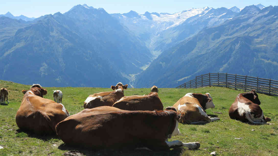 Mehrere Kühe auf einer Almwiese am Wildkogel in Österreich. Foto: picture-alliance | dpa
