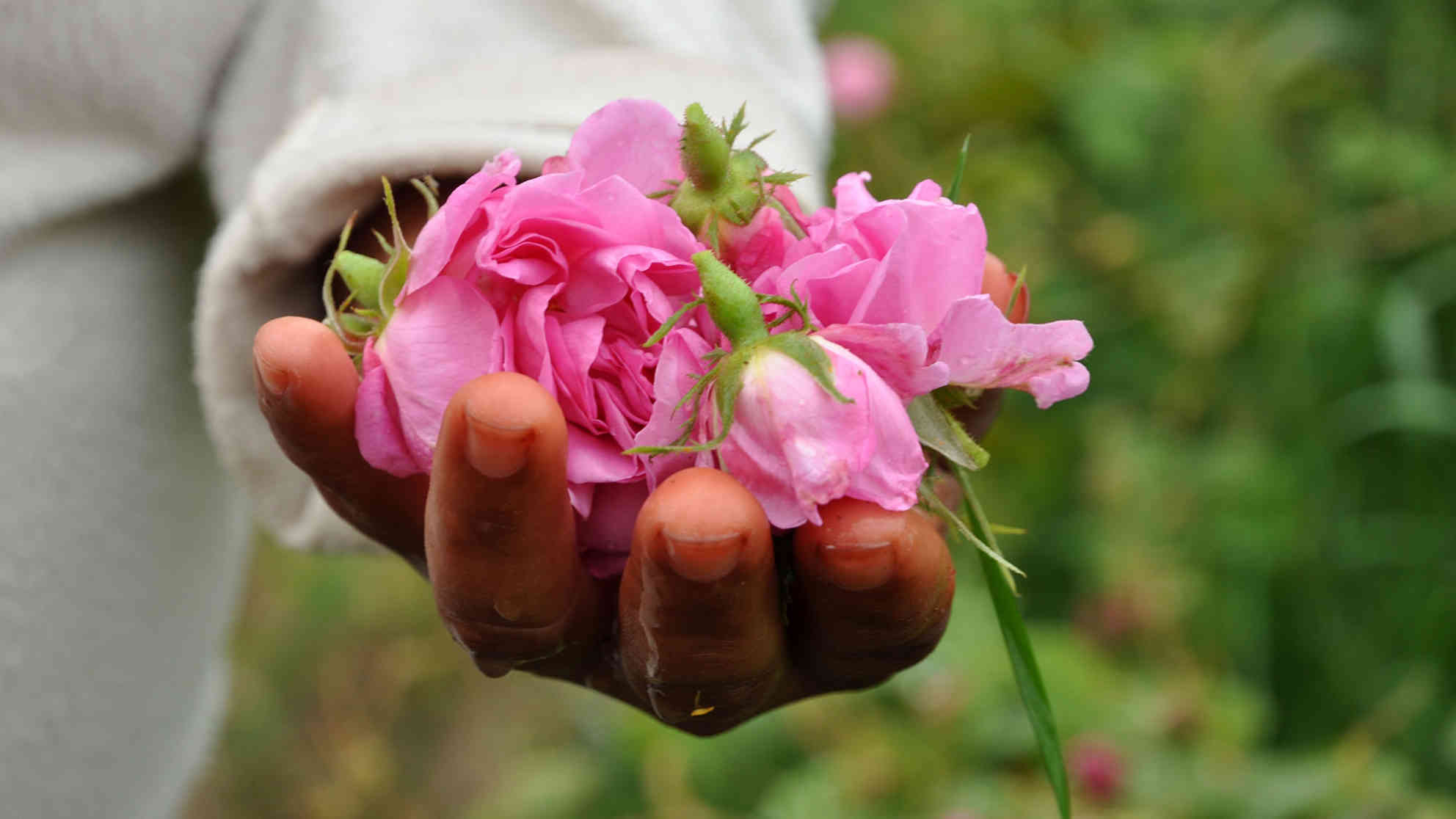 Die Damaszener-Rose - für 1 Liter Rosenöl sind rund 4 Tonnen Rosenblätter nötig. Foto: BR | Karin Straka