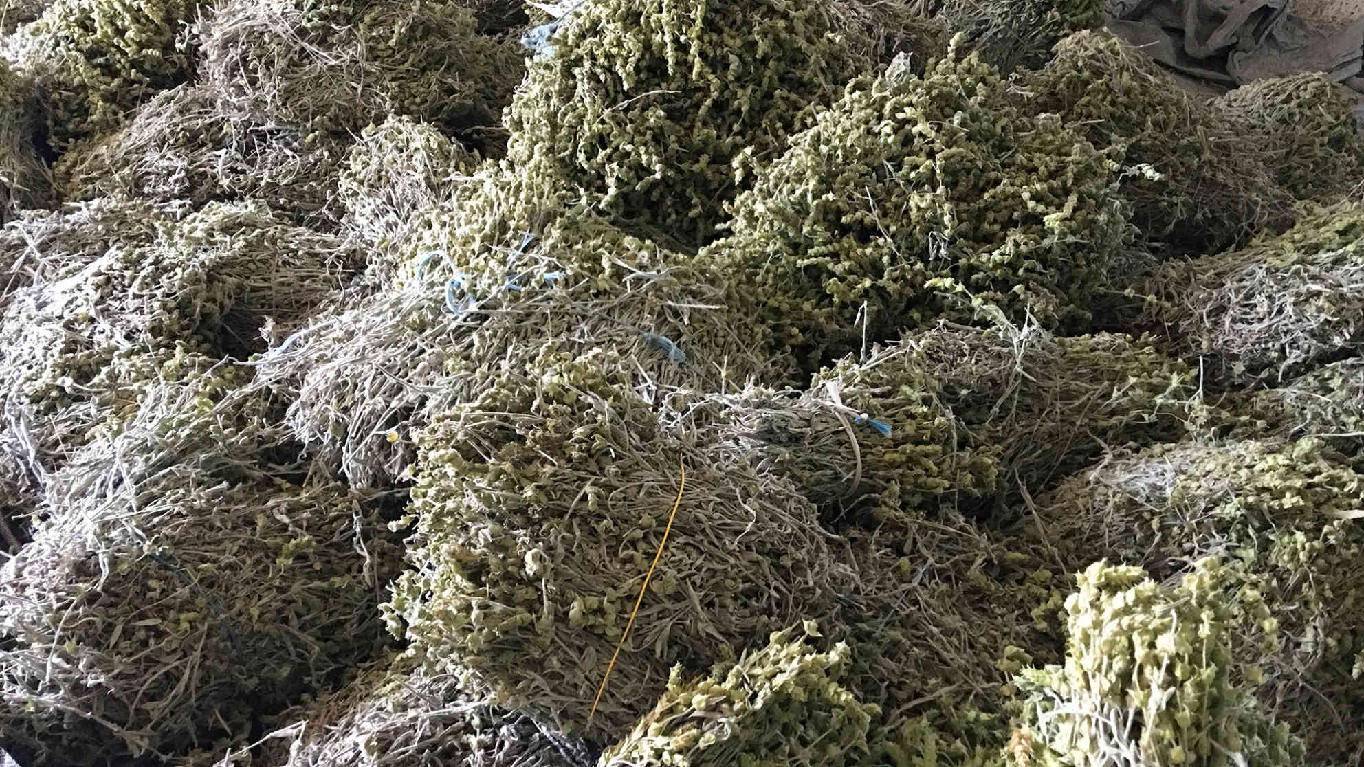 Auch im Land selbst sind sie sehr begehrt getrocknete Salbeipflanzen. Foto: BR | Michael Mandlik