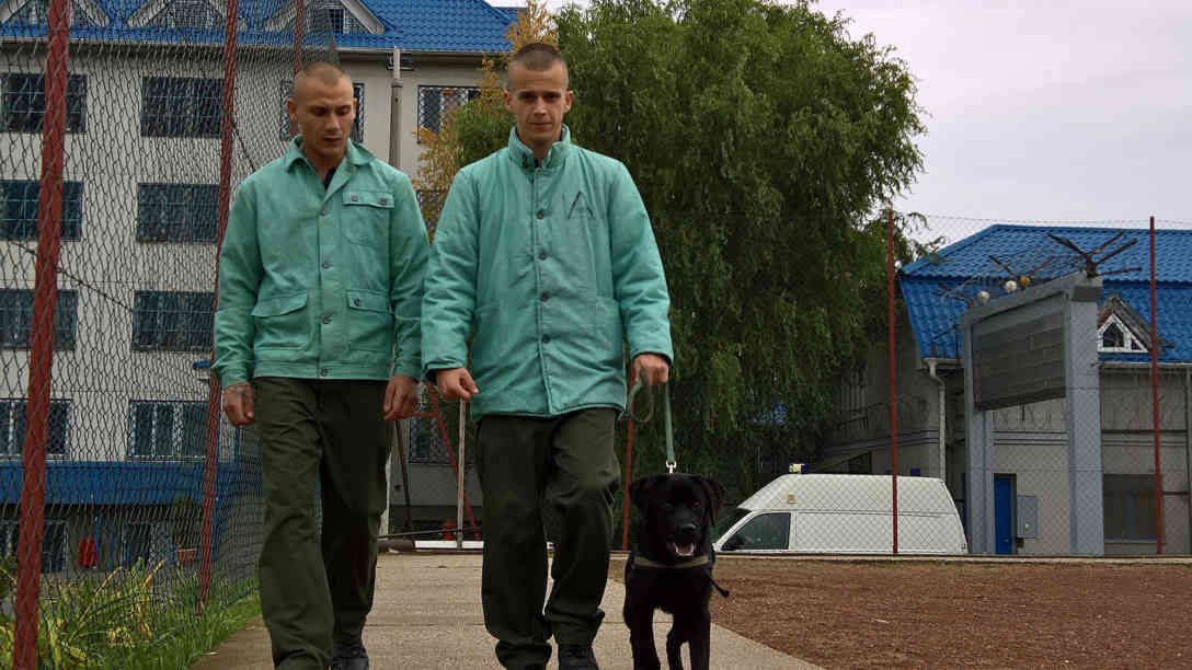 Für Hund Odin ist ein Spiel, für die Gefangenen ist es Arbeit. Foto: BR | Attila Poth