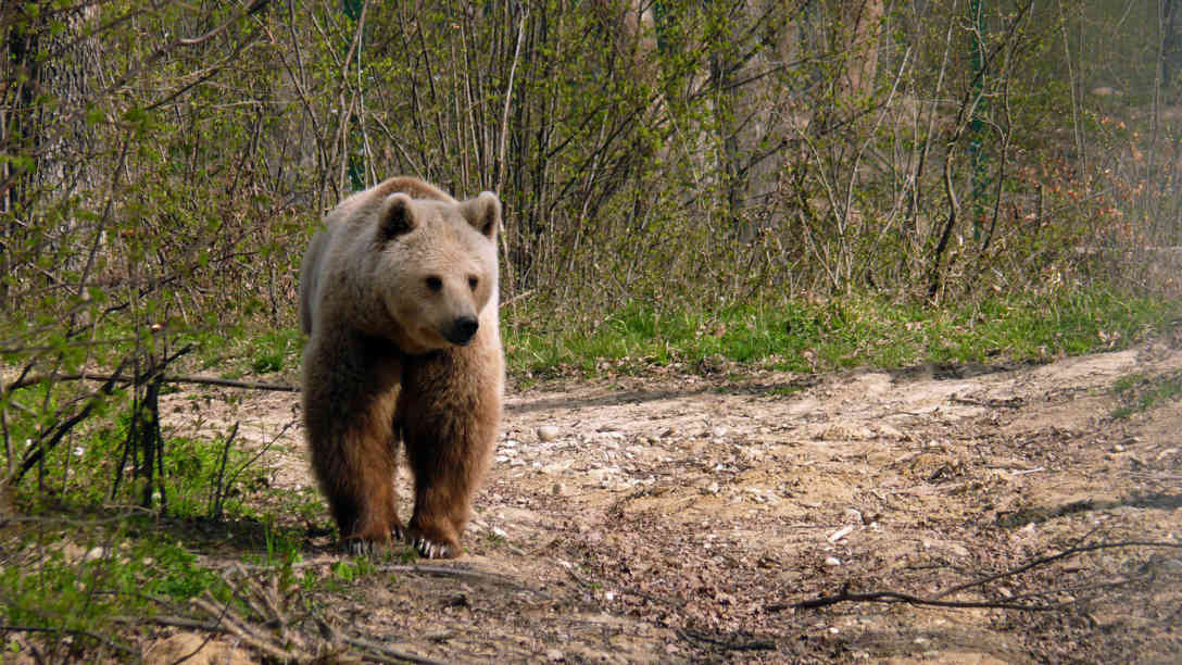 Ein junger Braunbär im Reservat. Das private rumänische Bärenreservat Libearty bei Zarnesti in den Karpaten wird von großen, teils internationalen Firmen unterstützt. Foto: picture-alliance | dpa