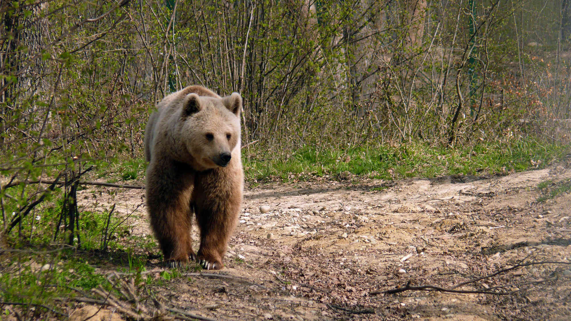 Ein junger Braunbär im Reservat. Das private rumänische Bärenreservat Libearty bei Zarnesti in den Karpaten wird von großen, teils internationalen Firmen unterstützt. Foto: picture-alliance | dpa