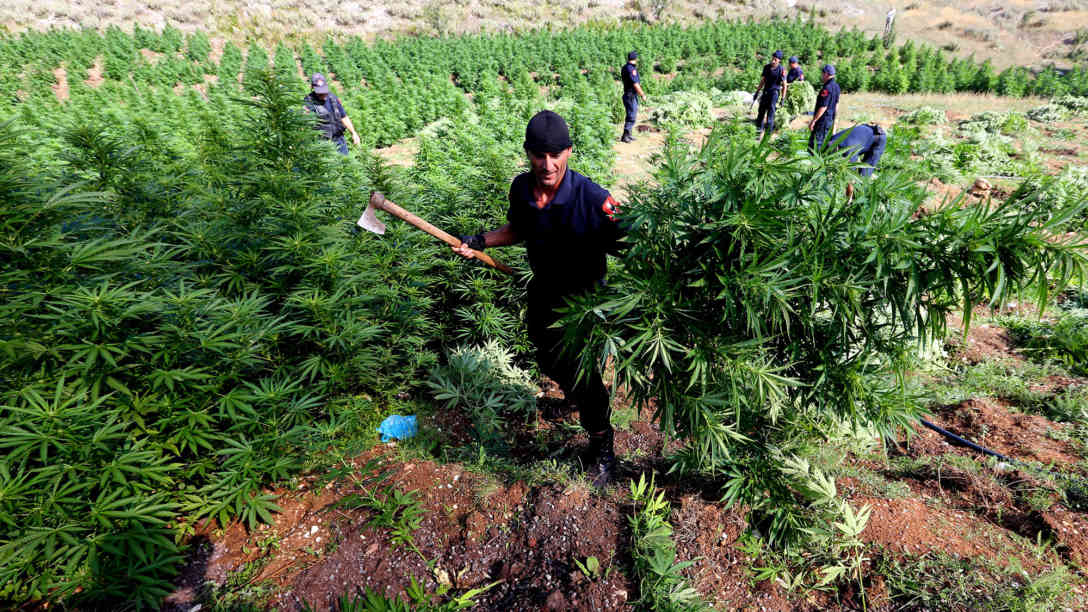Polizisten zerstören in Kurvelesh, 200 km südlich von Tirana, eine Plantage mit 16 000 Cannabispflanzen. Foto: picture alliance/dpa