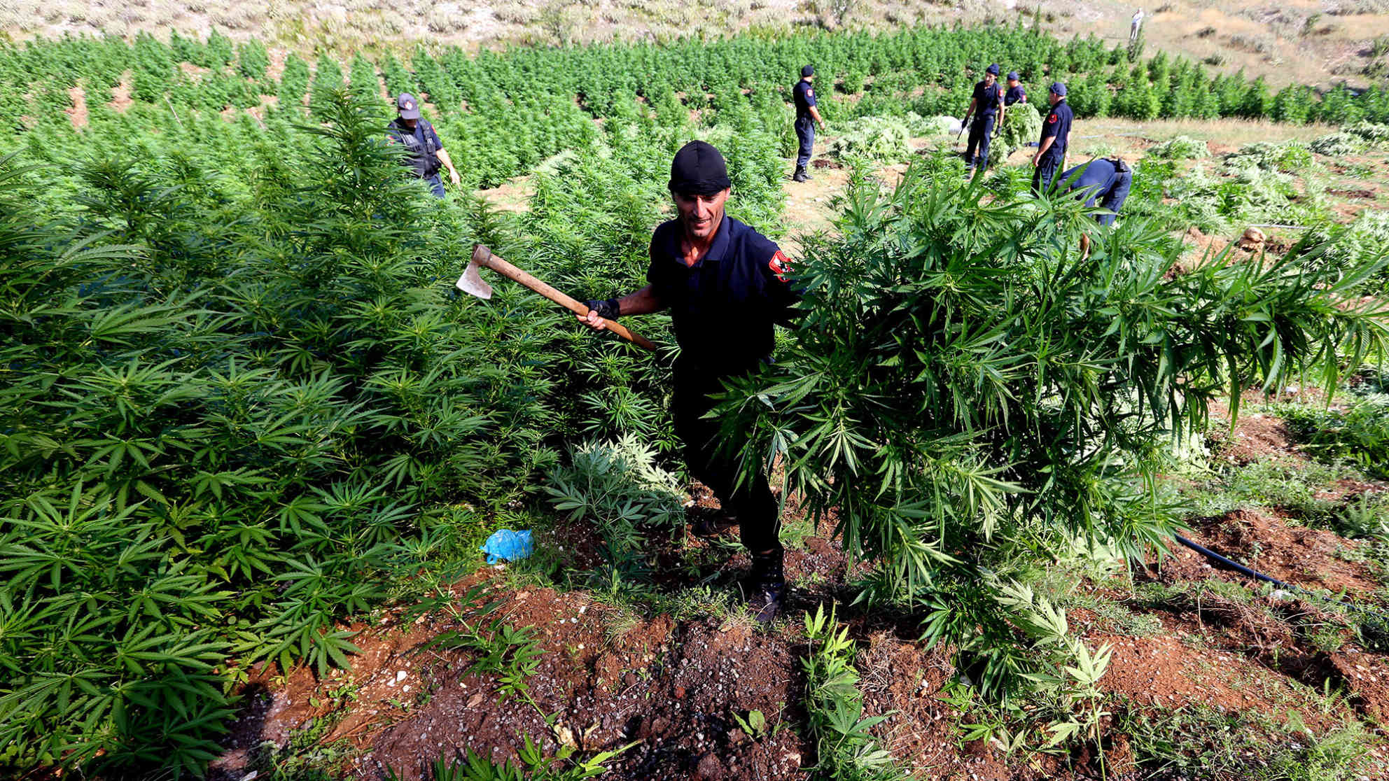 Polizisten zerstören in Kurvelesh, 200 km südlich von Tirana, eine Plantage mit 16 000 Cannabispflanzen. Foto: picture alliance/dpa