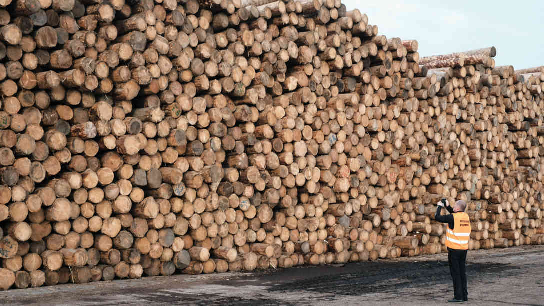 Im größten Schweighofer-Sägewerk im rumänischen Sebes türmen sich die Baumstämme zu ganzen Bergen von Holz. Foto: BR | Olaf Unverzart