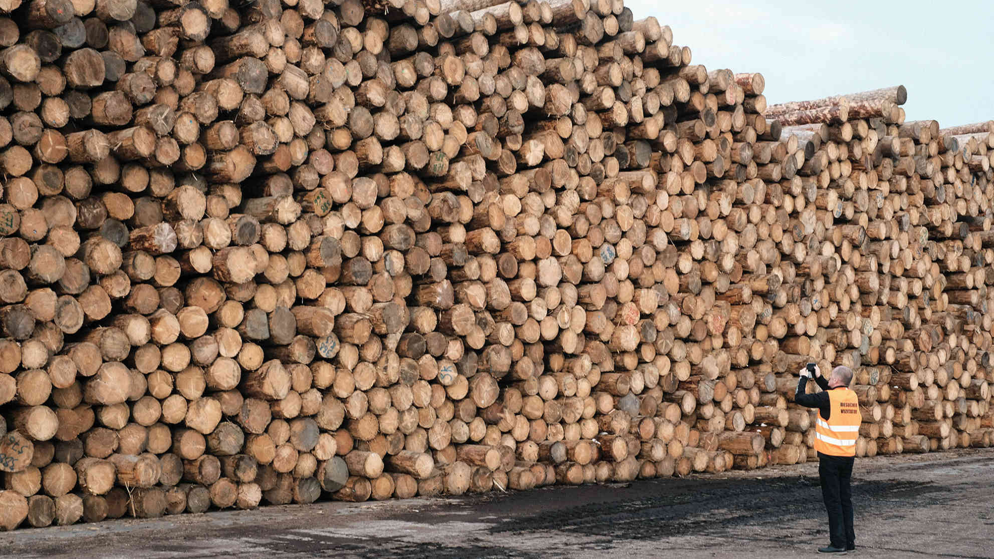 Im größten Schweighofer-Sägewerk im rumänischen Sebes türmen sich die Baumstämme zu ganzen Bergen von Holz. Foto: BR | Olaf Unverzart