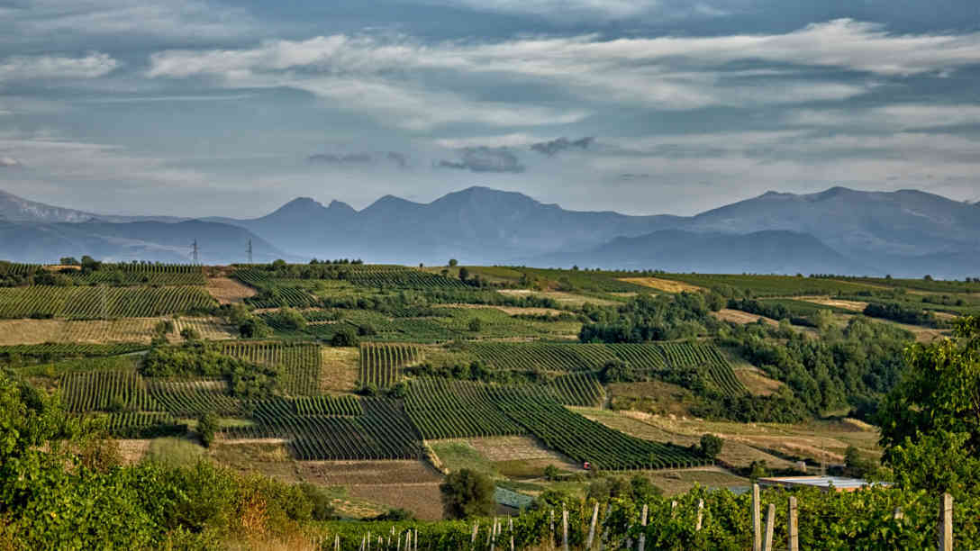 Die Weinfelder von Rahovec mit dem Sharr-Gebirge im Hintergrund. Foto: BR | Besnik Hamiti