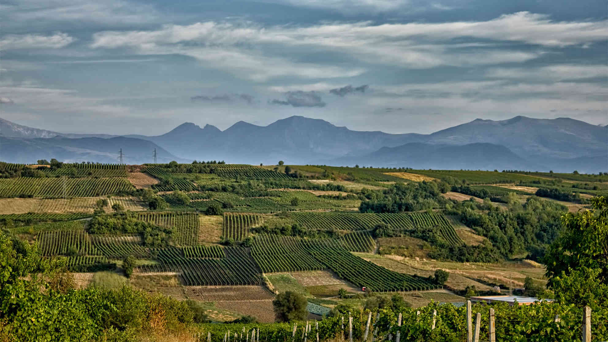 Die Weinfelder von Rahovec mit dem Sharr-Gebirge im Hintergrund. Foto: BR | Besnik Hamiti