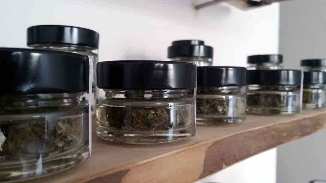Die THC-arme und CBD-reiche Züchtung kann in Österreich legal verkauft werden. Foto: BR | Christine Auerbach