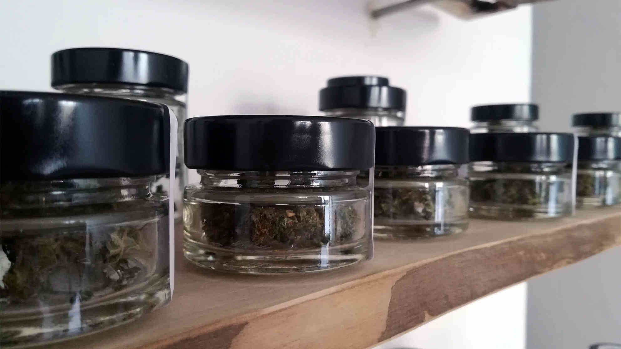Die THC-arme und CBD-reiche Züchtung kann in Österreich legal verkauft werden. Foto: BR | Christine Auerbach