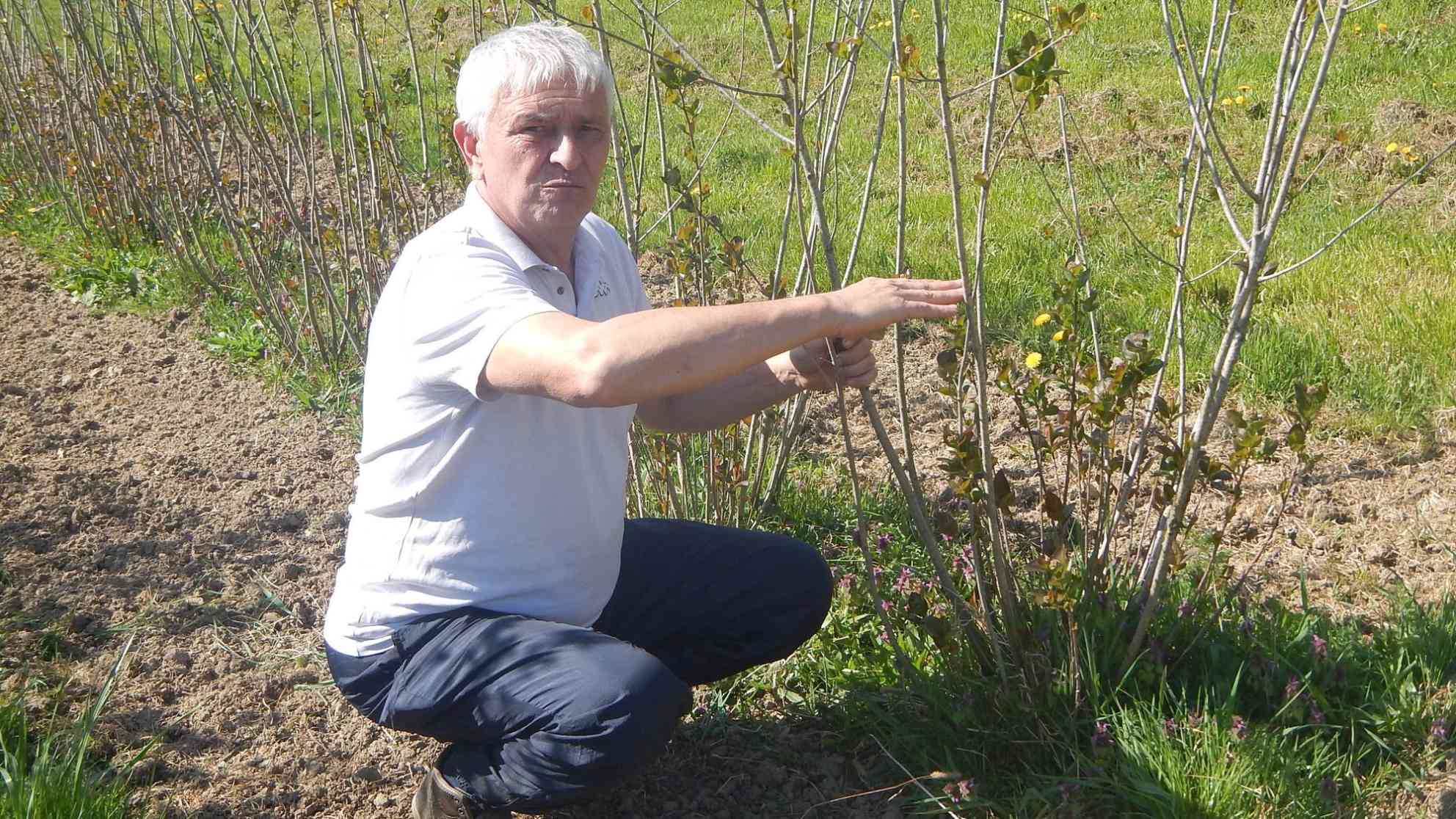 Der kroatische Bio-Bauer Dragutin Medic zeigt wie klein die Aroniapflanzen waren, als er sie eingepflanzt hatte. Foto: BR | Stjepan Milcic