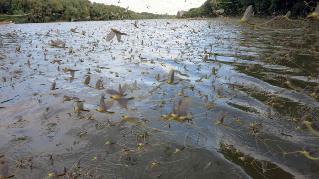 Myriaden von Insekten wohin das Auge reicht. Foto: BR | Zoran Ikonic