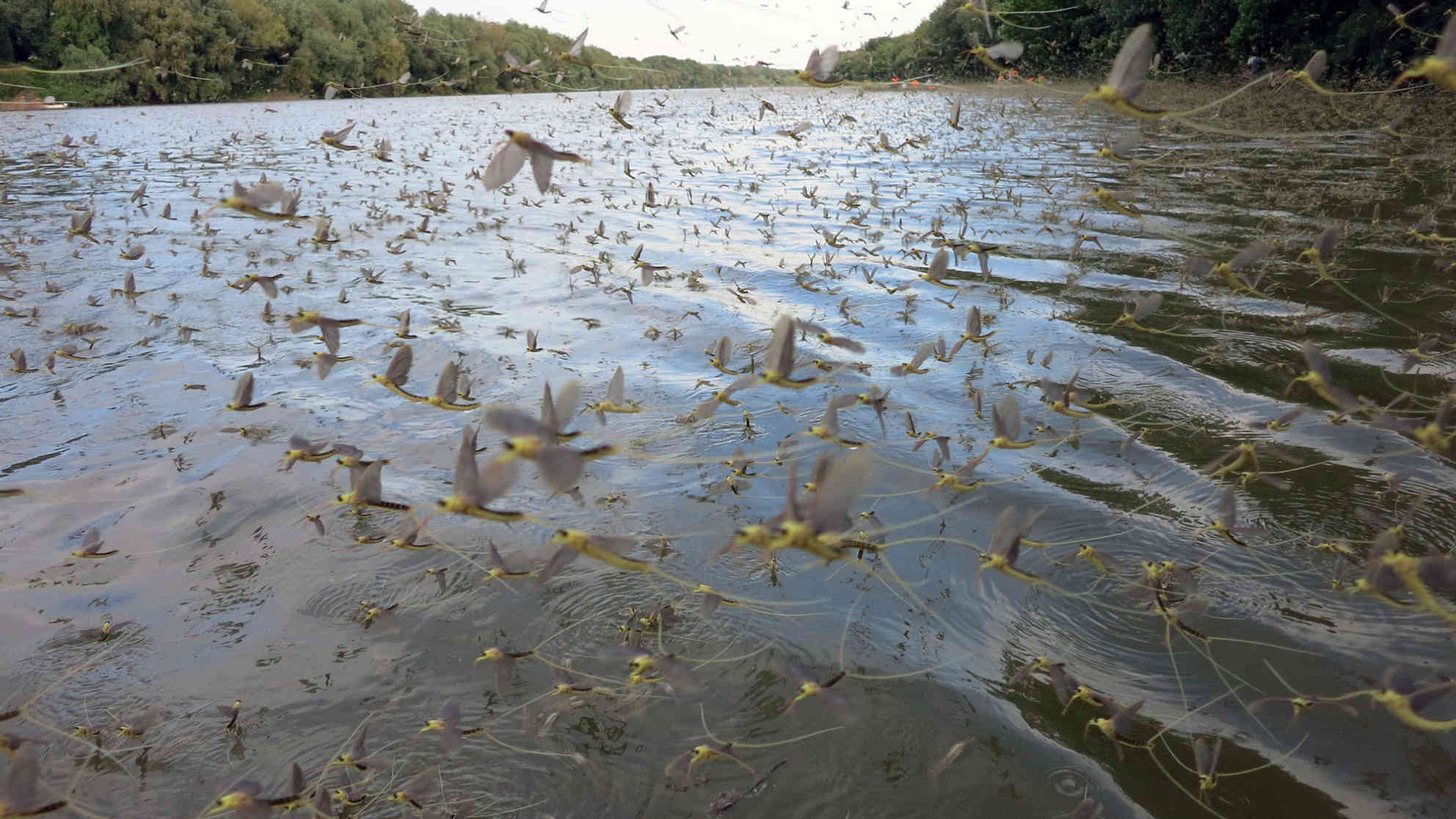 Myriaden von Insekten wohin das Auge reicht. Foto: BR | Zoran Ikonic