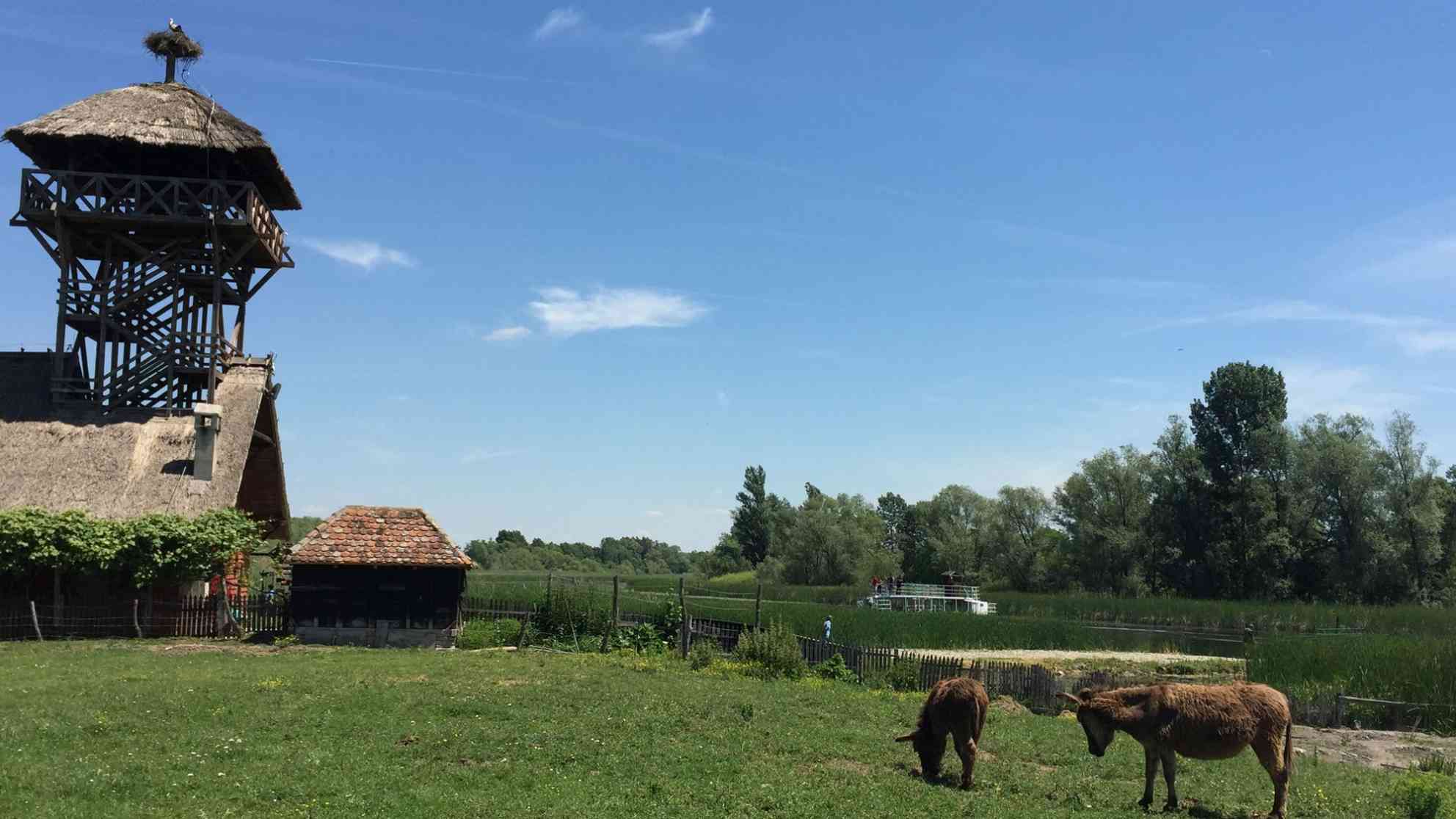 Das idyllische Naturreservat Zasavica in Serbien, nur wenige Kilometer vom Fluß Save entfernt, beherbergt eine der größten Eselfarmen Europas. Foto: BR | Zoran Ikonic