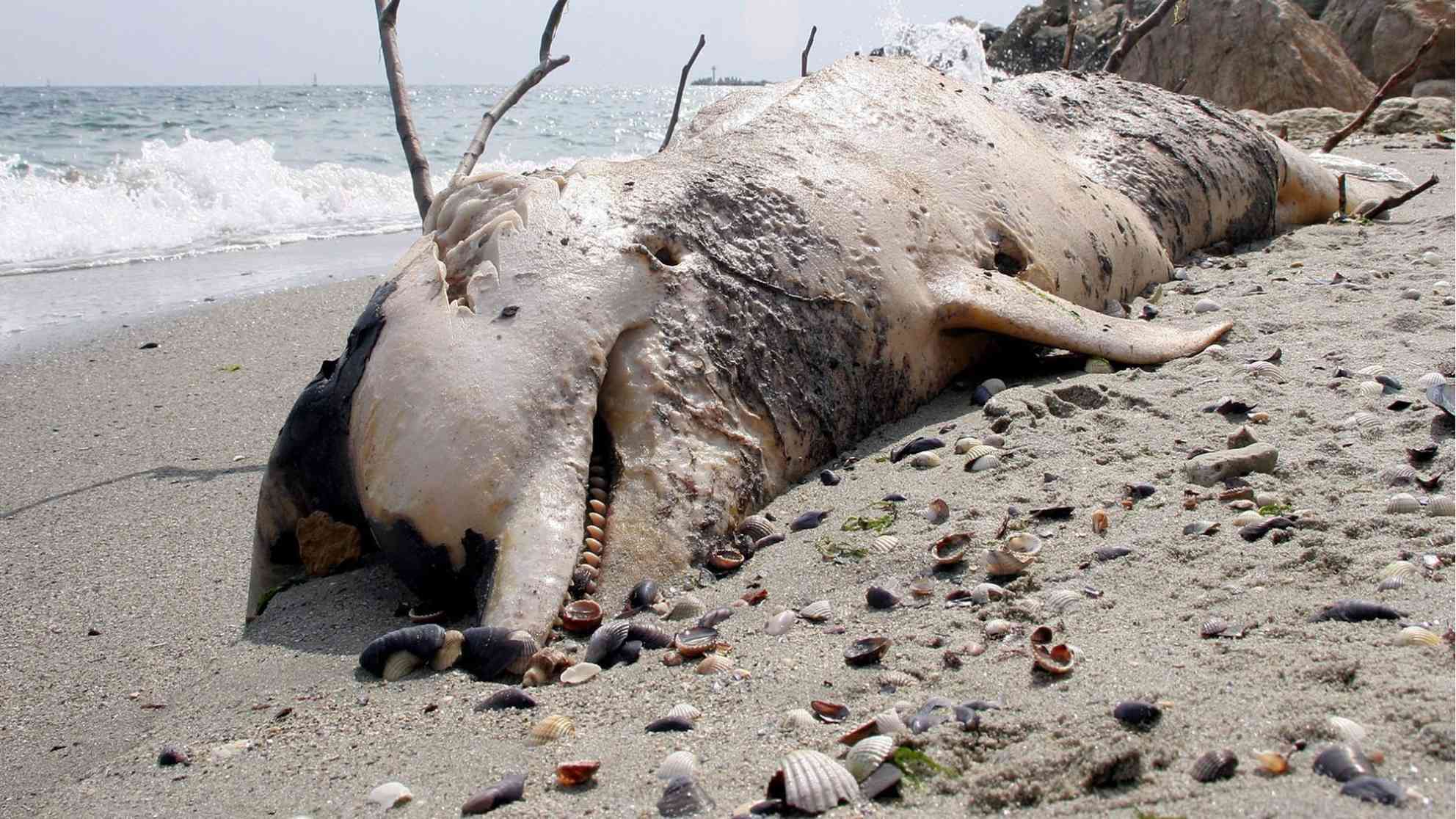Hunderte tote Delfin an der bulgarischen Schwarzmeerküste sind jedes Jahr traurige Zeugin illegaler Fischfangmethoden, wachsender Umweltverschmutzung und staatlichen Versagens. Foto: picture-alliance/ dpa/dpaweb