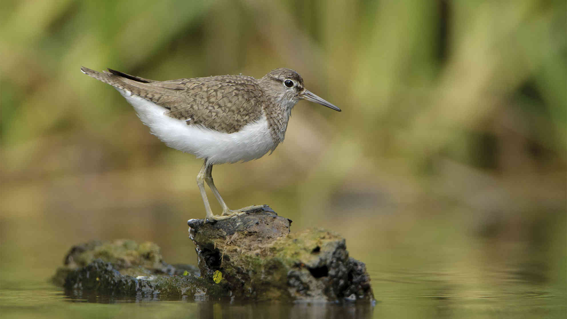 Der Flussuferläufer ist europaweit gefährdet, weil er eng an Flüsse gebunden ist und diese fast überall verbaut sind. In den Donau-Auen findet er auf natürlichen Kiesbänken optimale Nistbedingungen. Foto: Nationalpark Donau-Auen/Kreinz